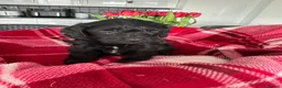 Cavapoo dogs for sale: Beautiful Cavapoo puppies - Advert 13