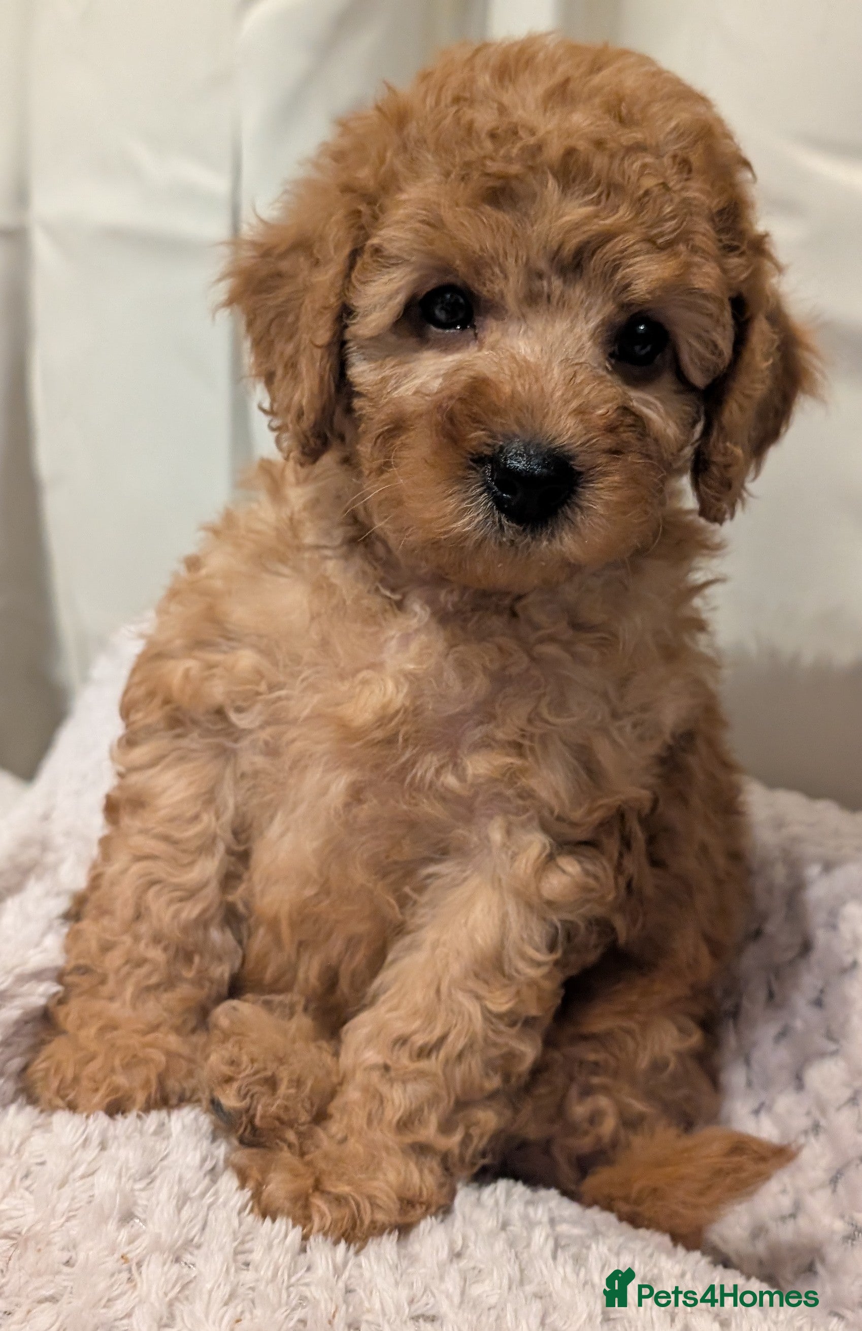 Cavapoo dogs Premium Deep Red F1B Cavapoos (Puppy Culture/ENS) - Advert 2
