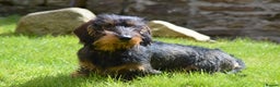 Dachshund dogs for stud: CHAMPION LINES 0% COI WIREHAIRED DACHSHUND STUD  in Stockton-on-Tees - Advert 7
