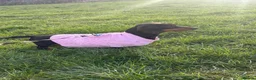 Miniature Dachshund dogs for sale: Miniature Daschuand  - Advert 6
