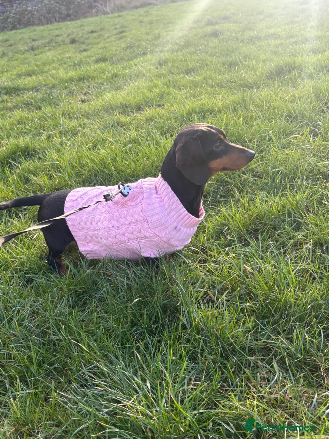 Miniature Dachshund dogs for sale: Miniature Daschuand  - Advert 6