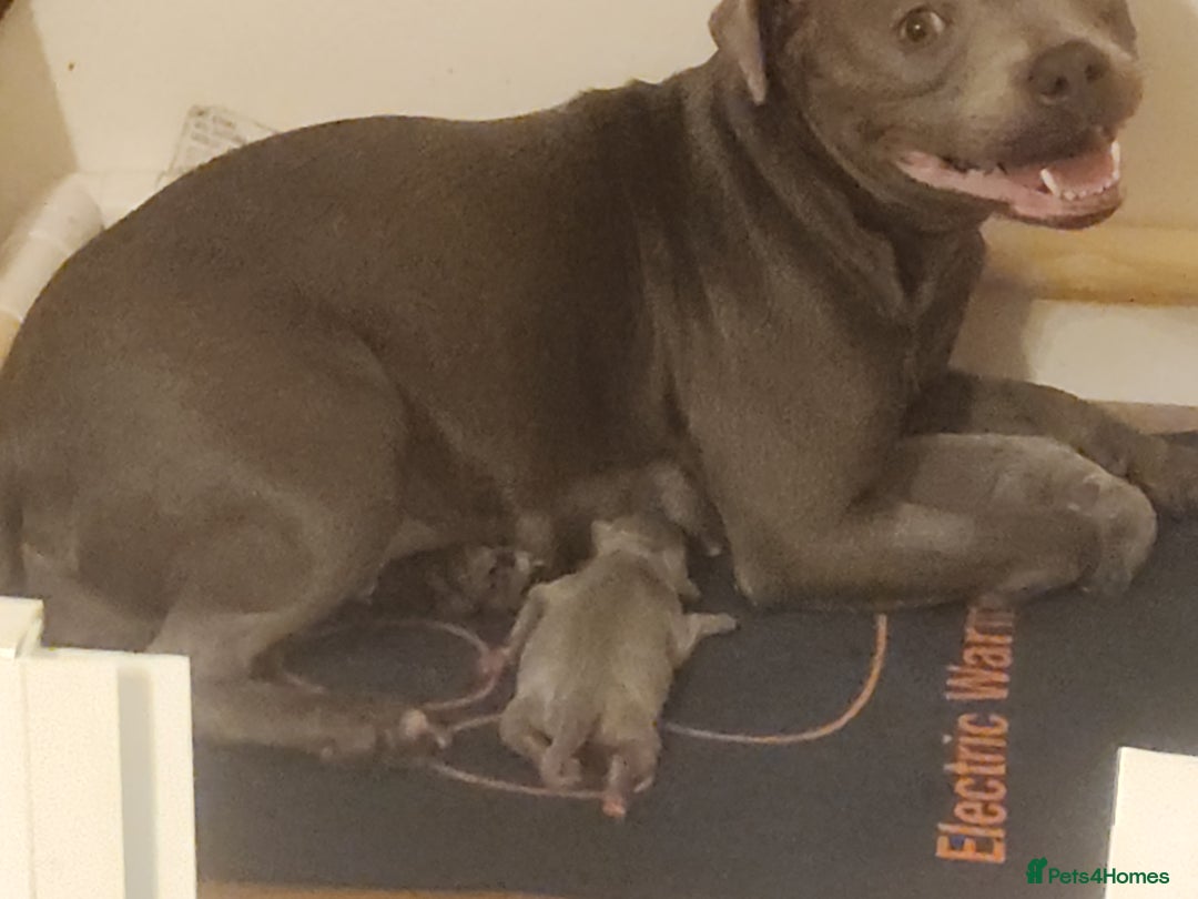 Staffordshire Bull Terrier dogs for sale: Staffordshire bull terrier pups. - Advert 1