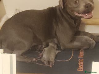 Staffordshire Bull Terrier dogs Staffordshire bull terrier pups. - Advert 2