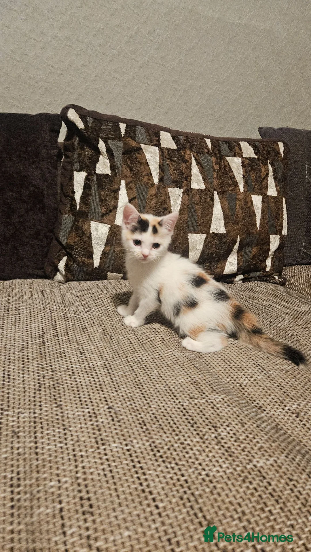 Mixed Breed cats for sale: Half Ragdoll / half Maine Coon - Advert 11