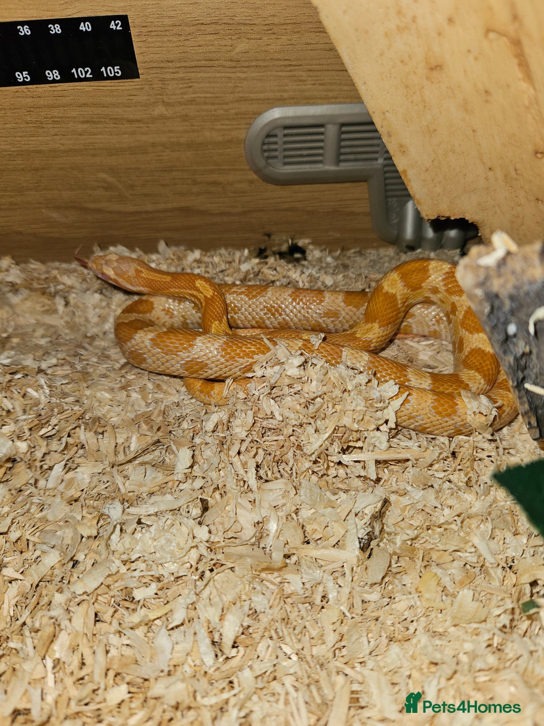 Corn Snake reptiles for sale: Male corn snake  - Advert 2