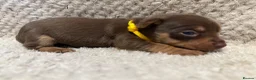 Jack Russell dogs for sale: Stunning Litter of Chocolate Jack Russell Puppies. - Advert 4