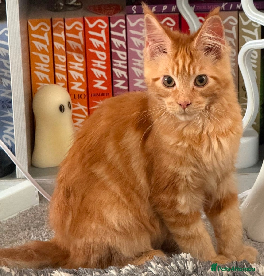 Maine Coon cats Maine coon kitten - Advert 1