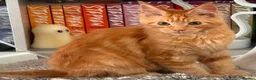Maine Coon cats for sale: Maine coon kitten - Advert 1