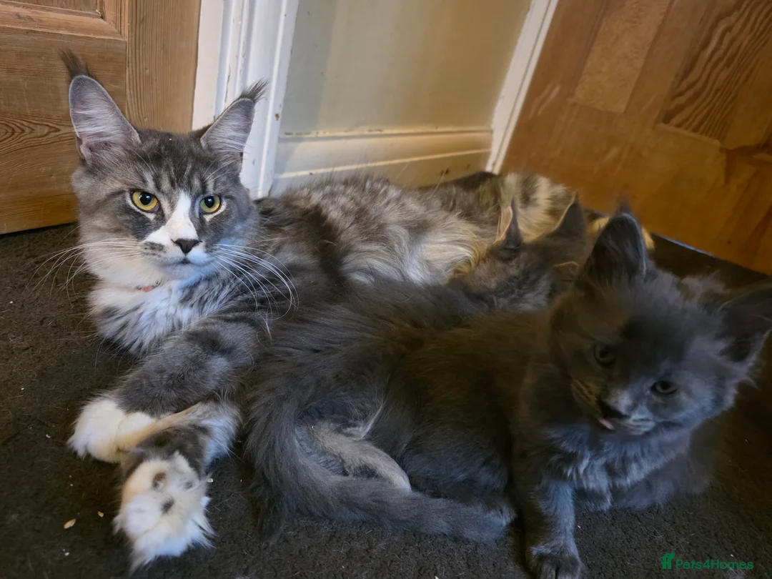 Maine Coon cats for sale: Beautiful Maine Coon Kittens 3 boys/ 2 girl  - Advert 14