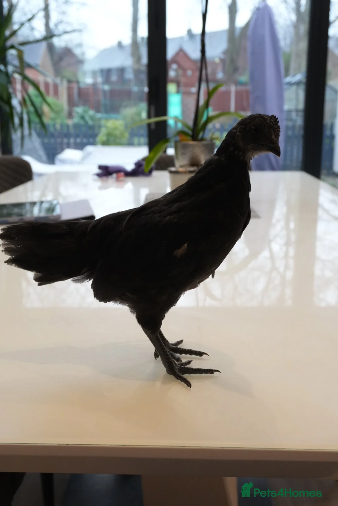Chickens poultry for sale: Ayam Cemani in Salford - Advert 3