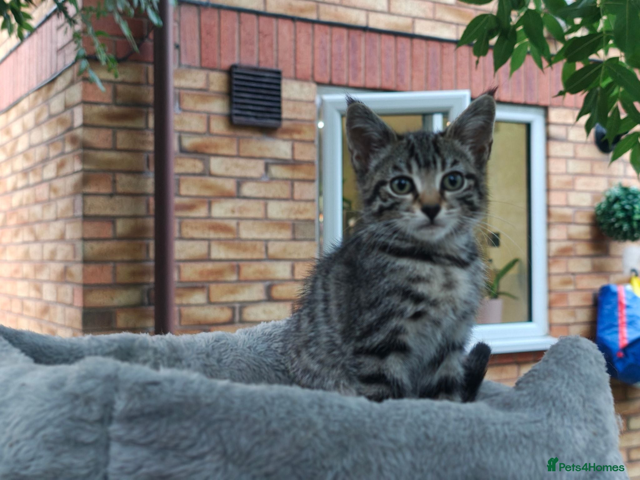 Mixed Breed cats Bengal Marble & British Shorthair  - Advert 2