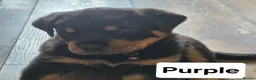 Rottweiler dogs for sale: 7 Rottweiler Pups - Advert 7