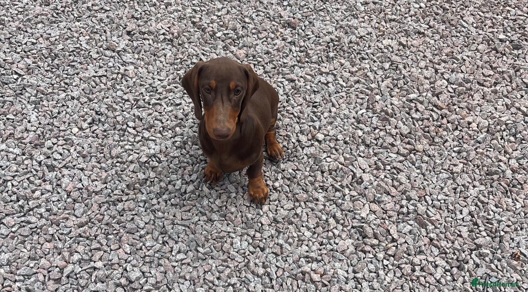Dachshund dogs for sale: Beautiful Sweeney Dachshunds in Newark - Image 1