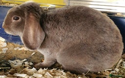 Mini Lop rabbits for sale: Gorgeous mini plush doe - Image 2