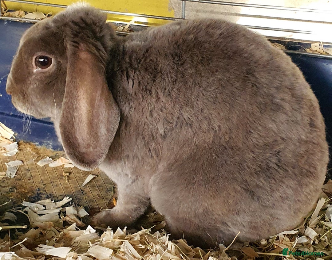Mini Lop rabbits for sale: Gorgeous mini plush doe - Image 2