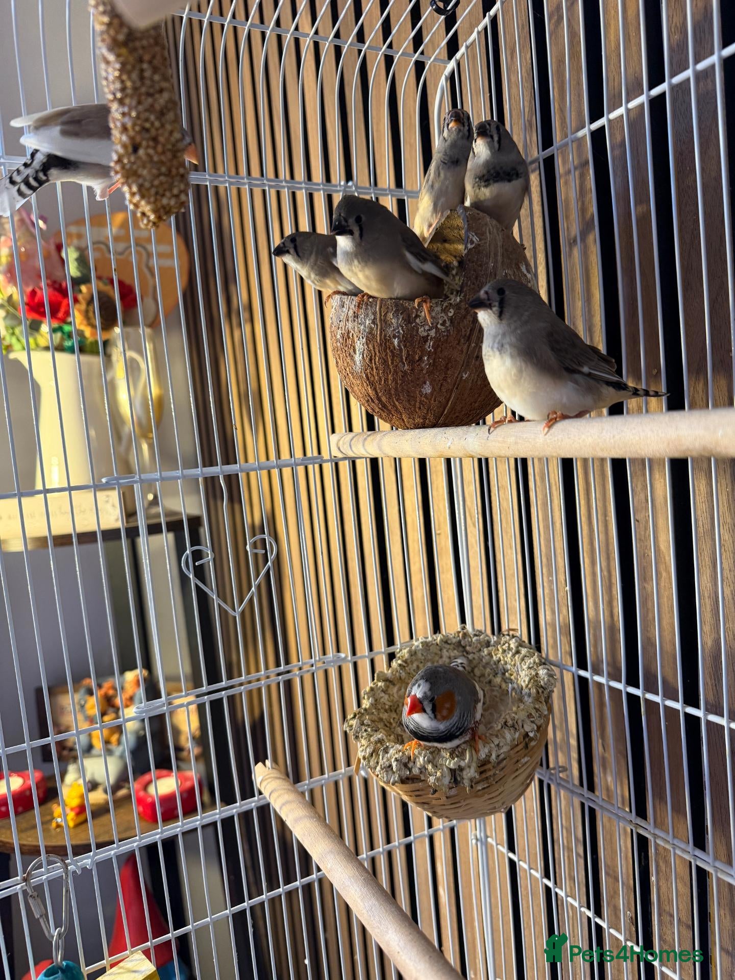 Finches birds for sale: zebra finches - Advert 2
