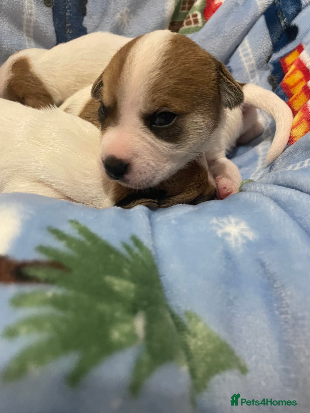 Mixed Breed dogs for sale: Chihuahua x Jack Russell puppies - Image 6