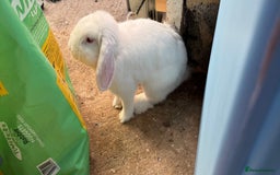 Mixed Breed rabbits for sale:  Purebred Holland Lop  - Image 1
