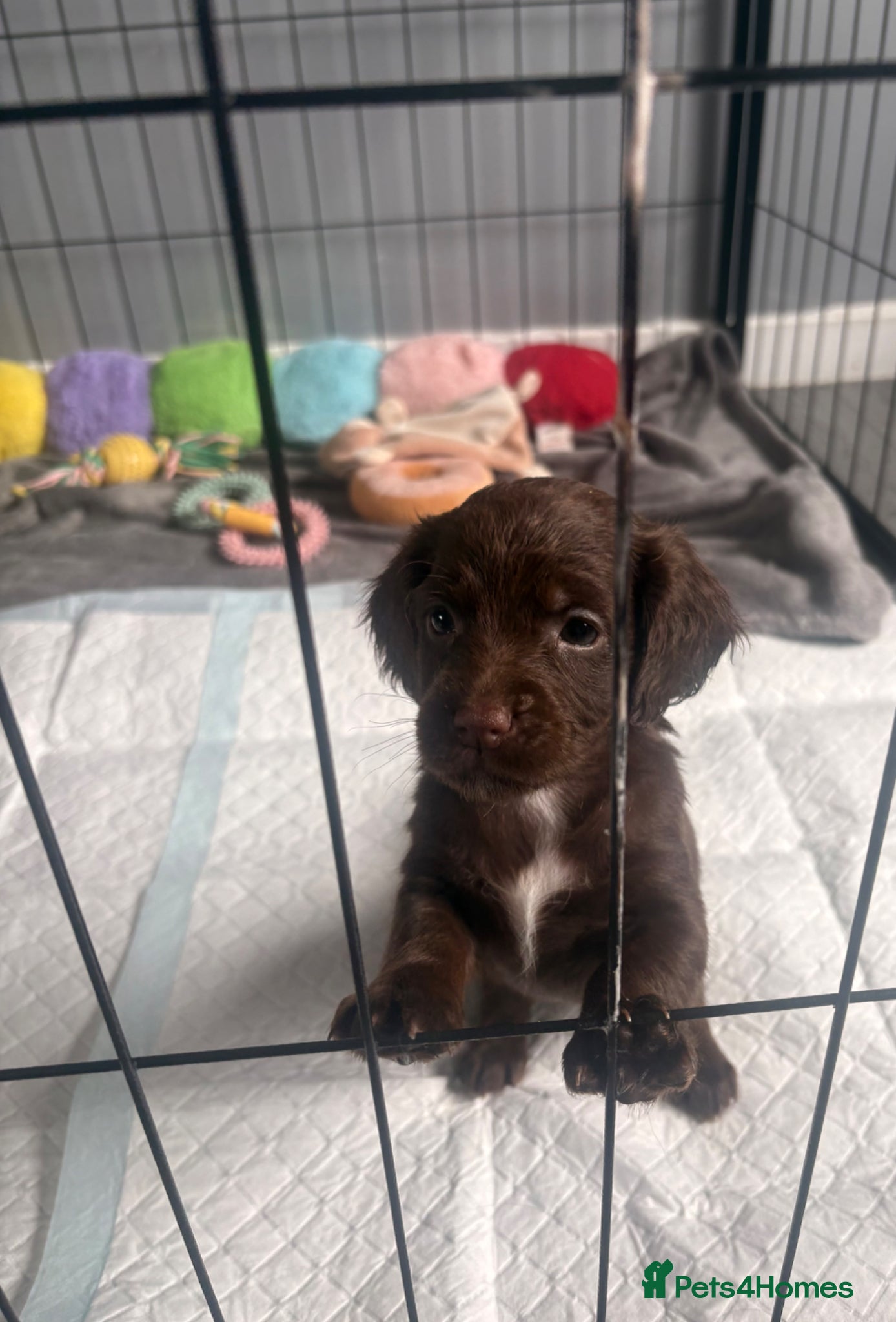 Cockapoo dogs 💜 F1B Cockapoo Puppies 💜  - Advert 1