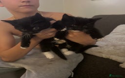 Mixed Breed cats for sale: Fluffy black and white kittens  - Image 4