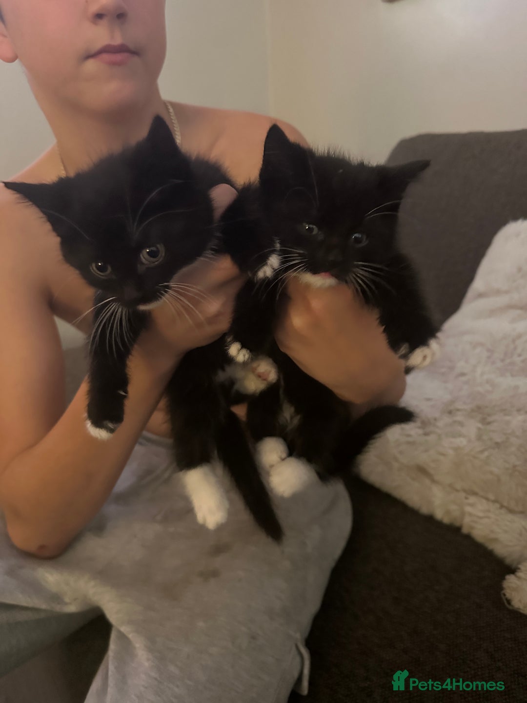 Mixed Breed cats for sale: Fluffy black and white kittens  - Image 4