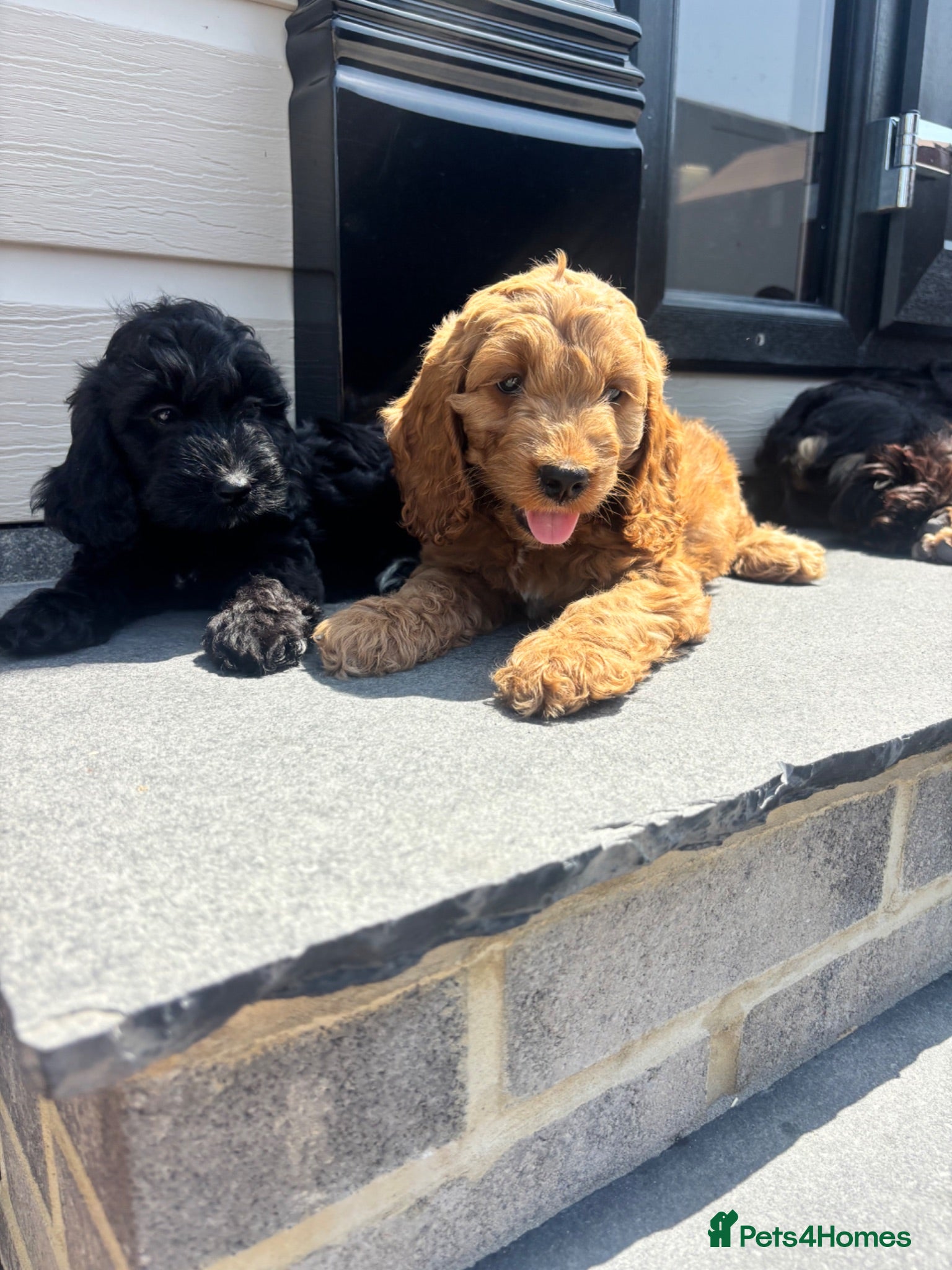 Cockapoo dogs PRICE DROP READY TO LEAVE  🐶 - Advert 1