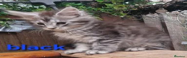 Maine Coon 1