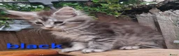 Maine Coon cats for sale: Mainecoon and mix maine coon - Advert 18