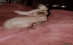 Sphynx cats for sale: 3 beautiful sphynx kittens for sale  - Image 2