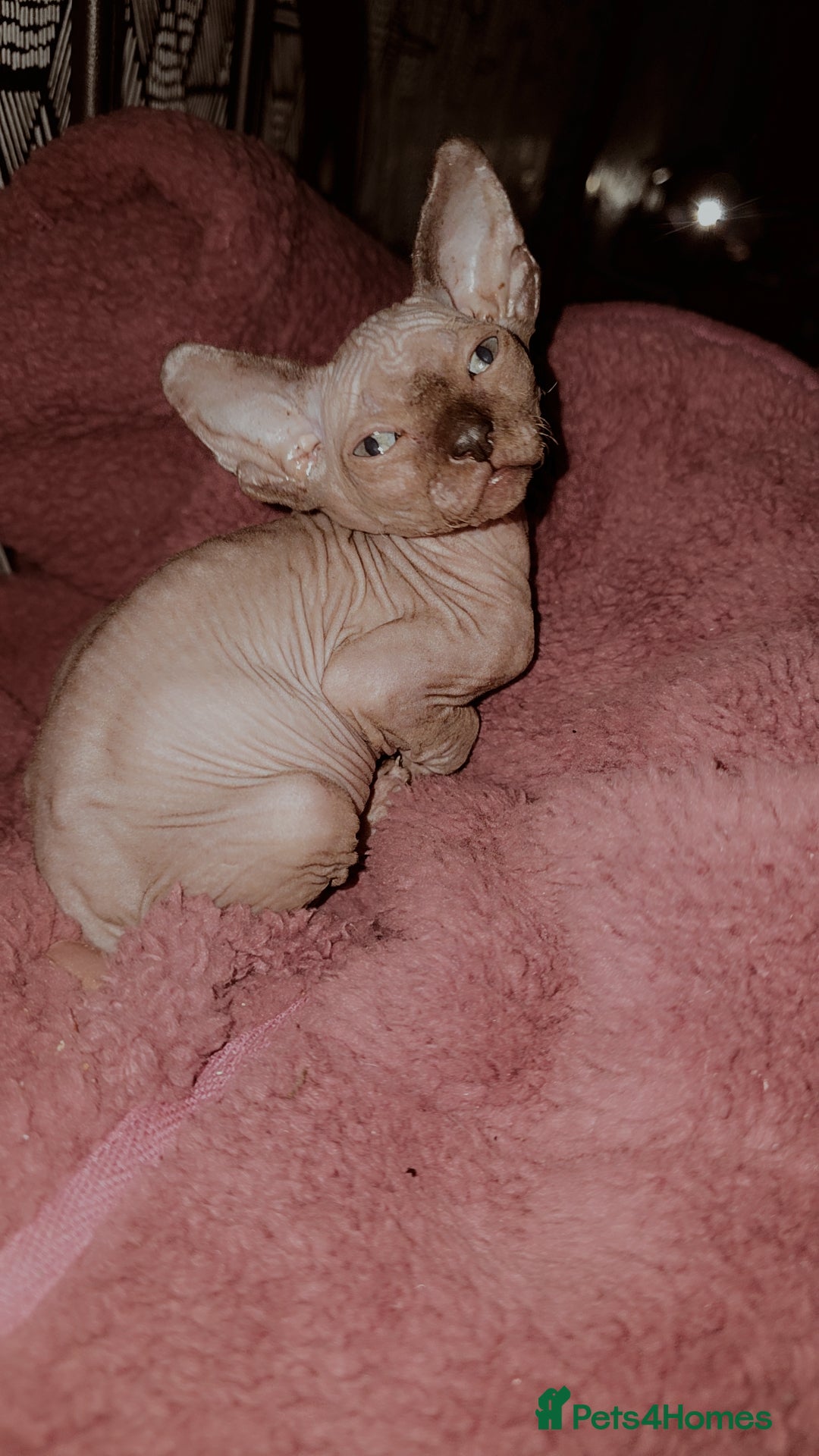 Sphynx cats for sale: 3 beautiful sphynx kittens for sale  - Image 2