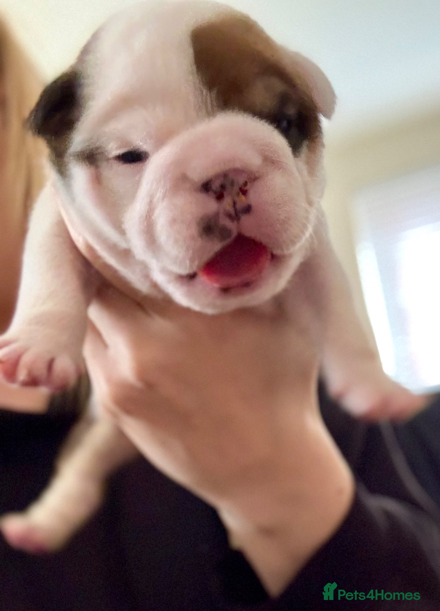English Bulldog dogs 🐾 KC REG ENGLISH BULLDOG PUPPIES TRADITIONAL  🐾 - Advert 1