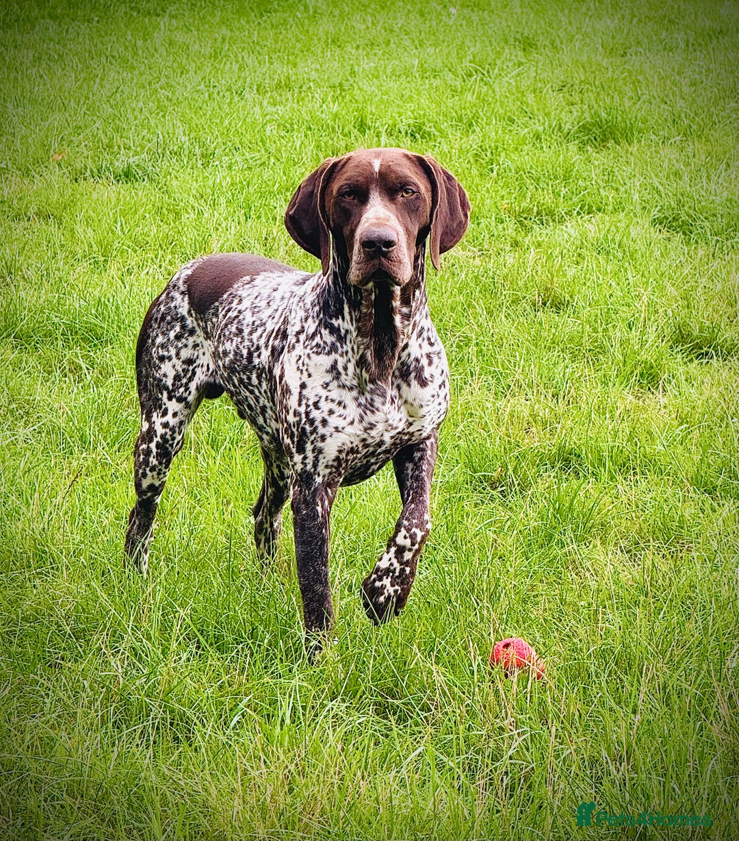 German Shorthaired Pointer dogs for stud: For Stud GSP Liver & White in Bracknell - Image 7
