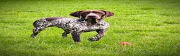 German Shorthaired Pointer dogs for stud: For Stud GSP Liver & White - Advert 15