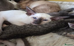 Siamese cats for sale: Siamese and Oriental Kittens  - Image 5