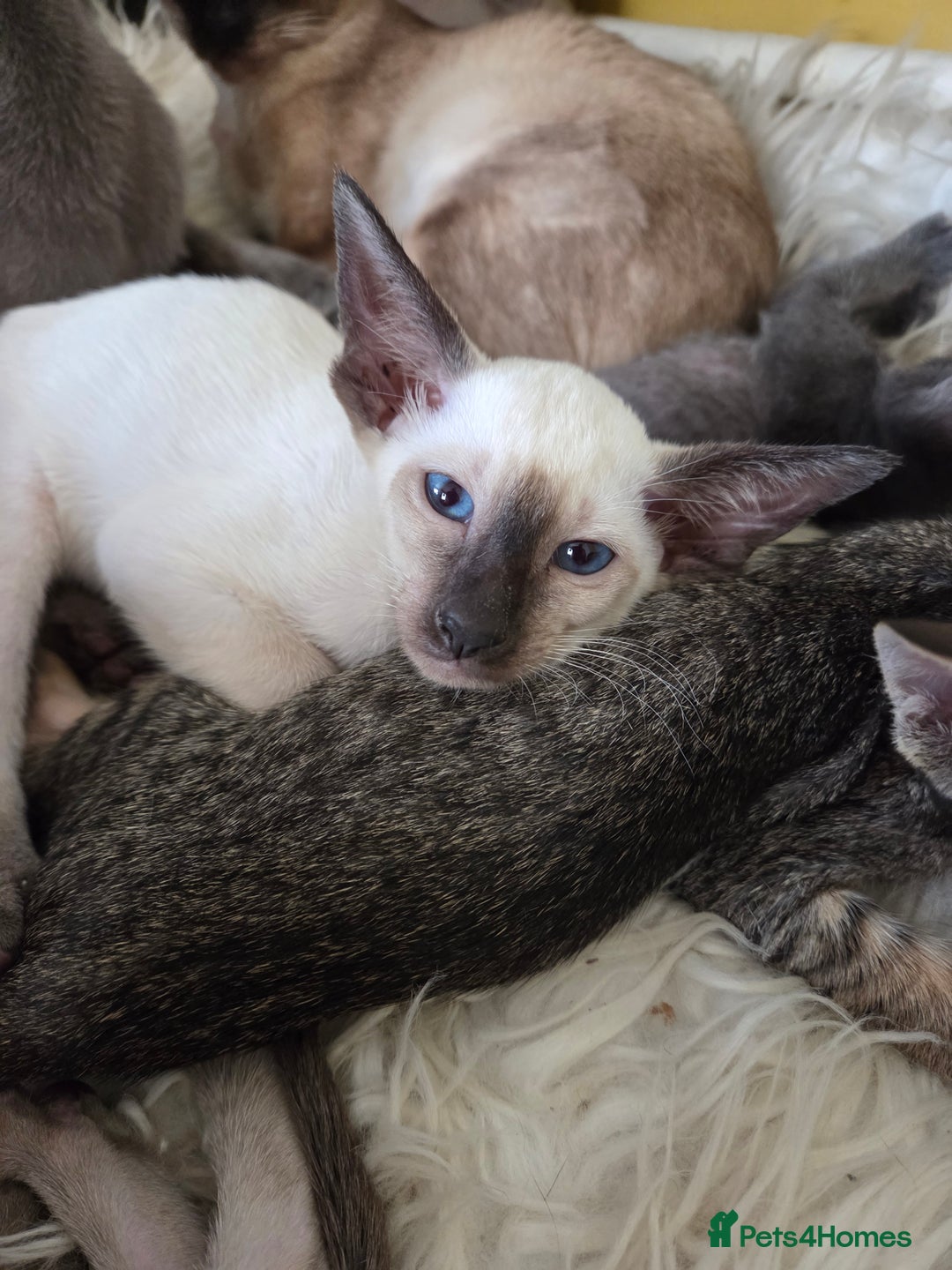 Siamese cats for sale: Siamese and Oriental Kittens  - Image 5