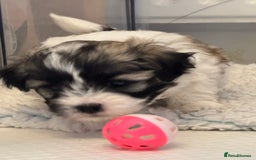 Mixed Breed dogs for sale: Maltese Cross Puppies for Sale  - Image 12