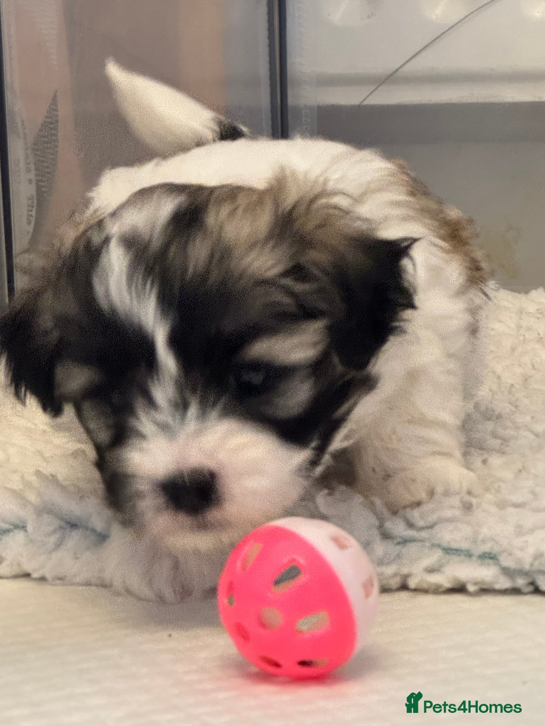 Mixed Breed dogs for sale: Maltese Cross Puppies for Sale  - Image 12