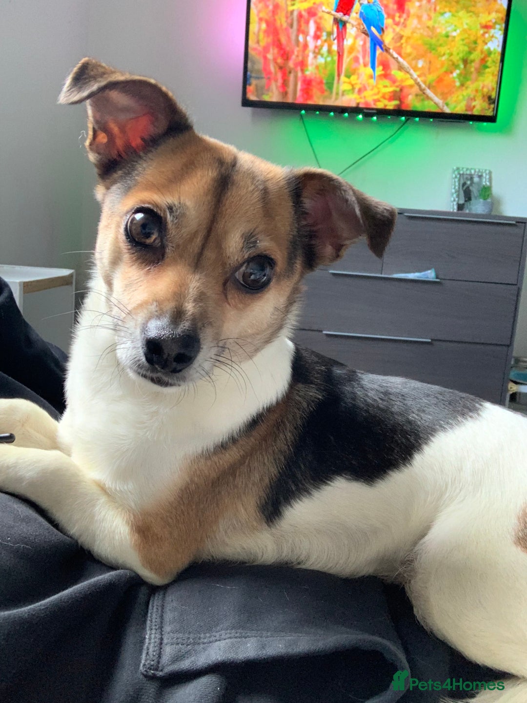 Mixed Breed dogs for sale: Jack Russell x chihuahua  - Advert 3