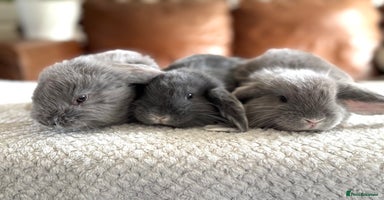 French Lop rabbits - Advert 3