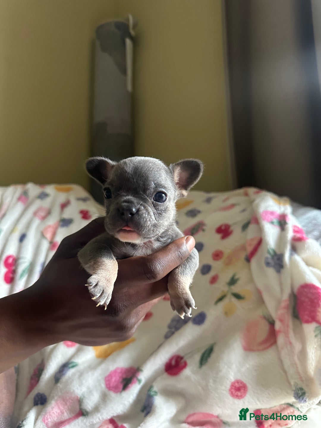 French Bulldog dogs for sale: Adorable French Bulldog Puppies in Barking - Image 26
