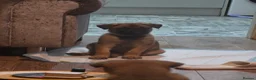 Belgian Shepherd Dog dogs for sale: 3 stunning Belgian malinois pups - Advert 4