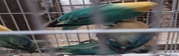 Lovebirds birds for sale: AQUA B1 OPALINE  ficshers  - Advert 12