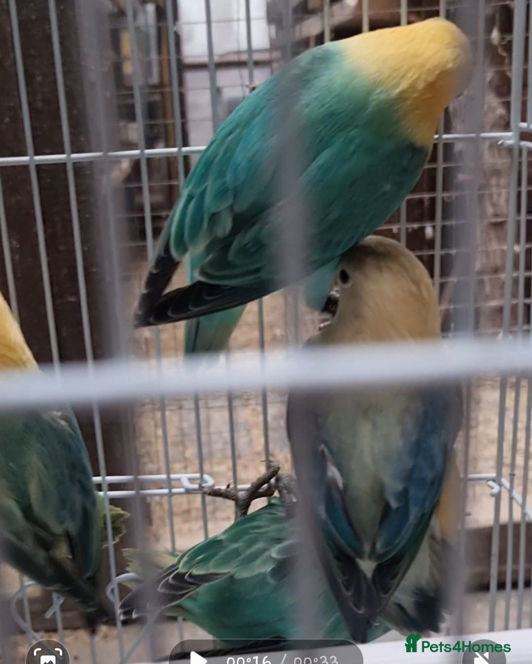 Lovebirds birds for sale: AQUA B1 OPALINE  ficshers  - Advert 12