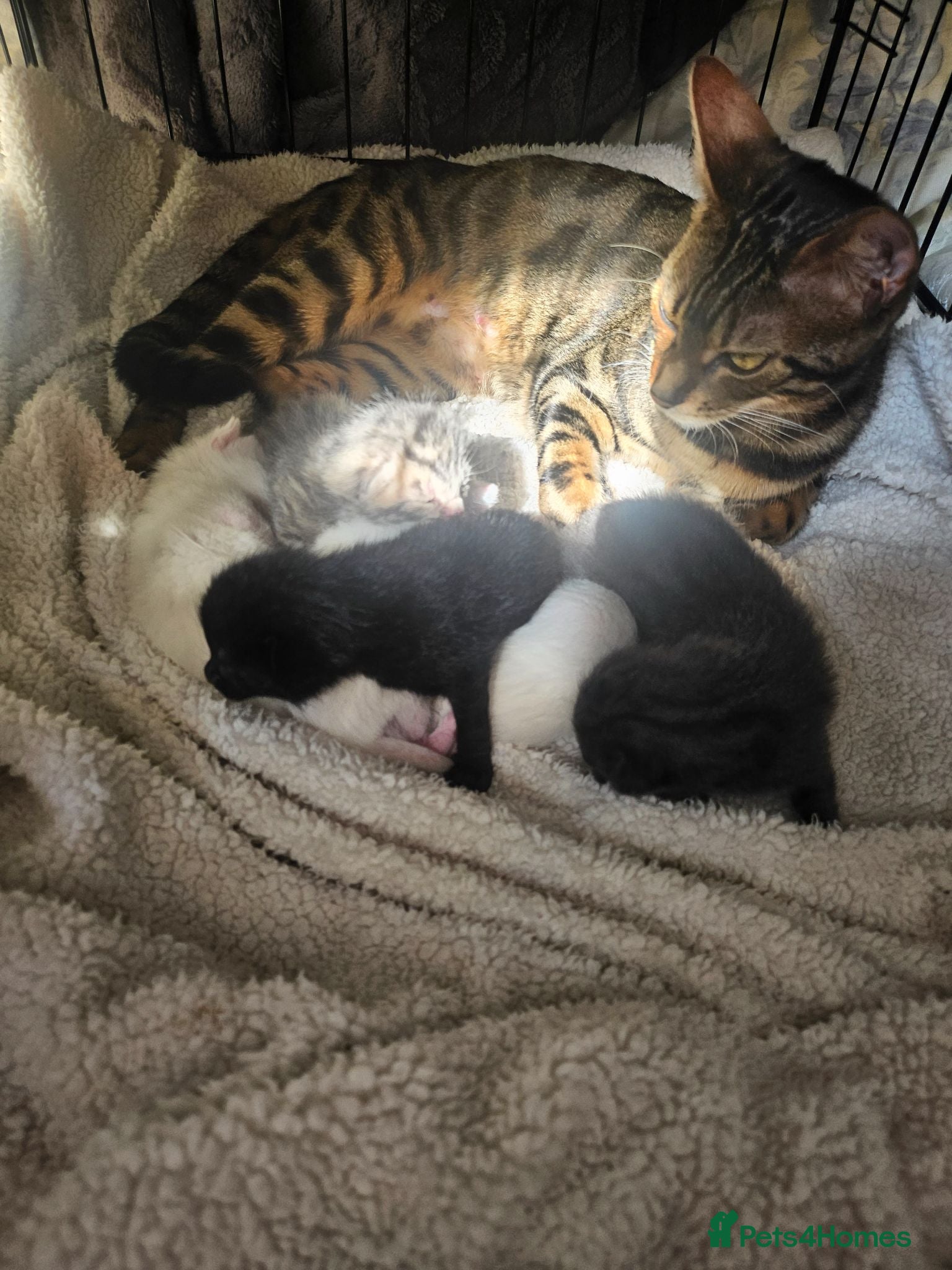 Mixed Breed cats Bengal cross kittens - Advert 1