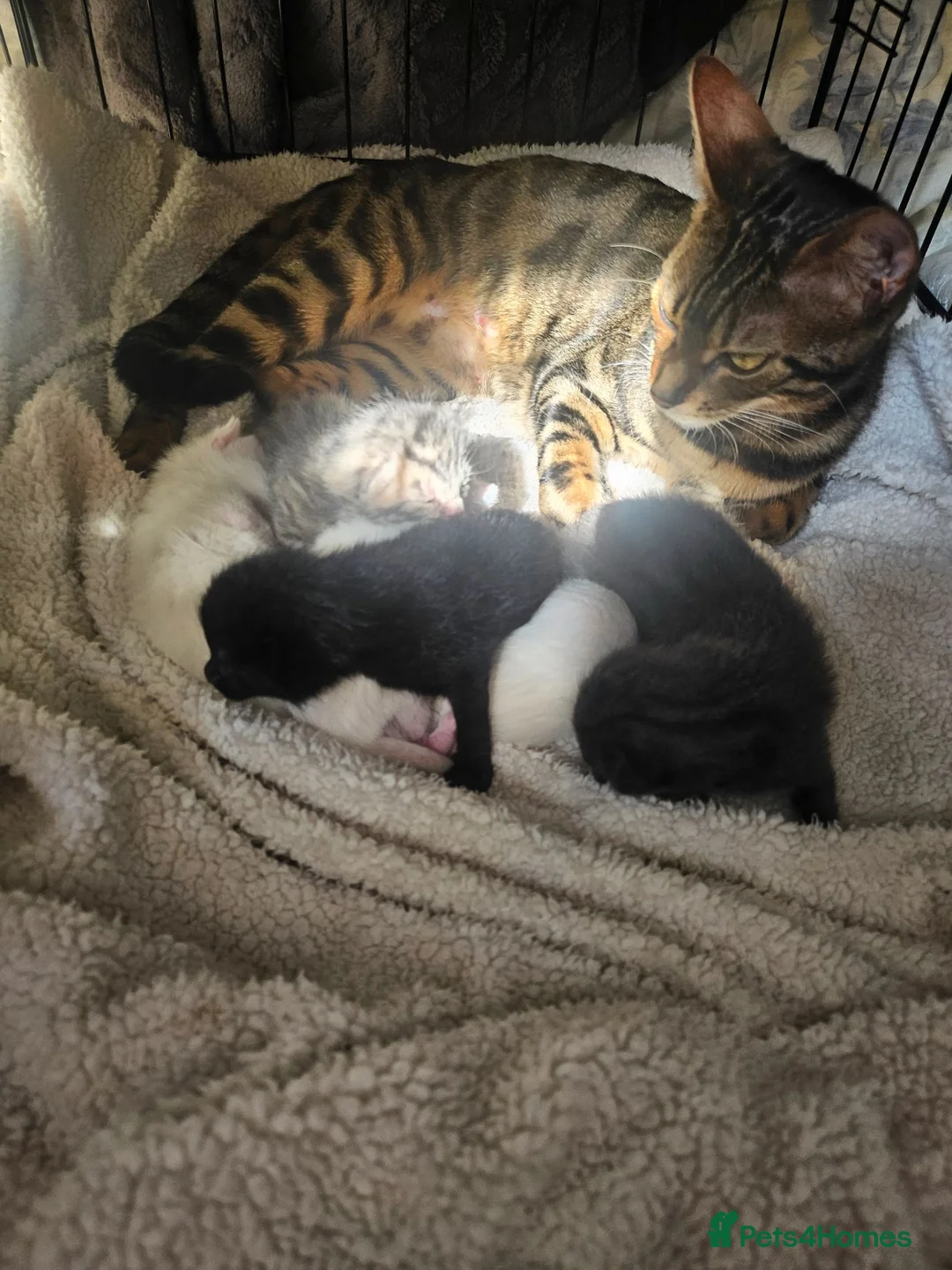 Mixed Breed cats for sale: Bengal cross kittens - Advert 1