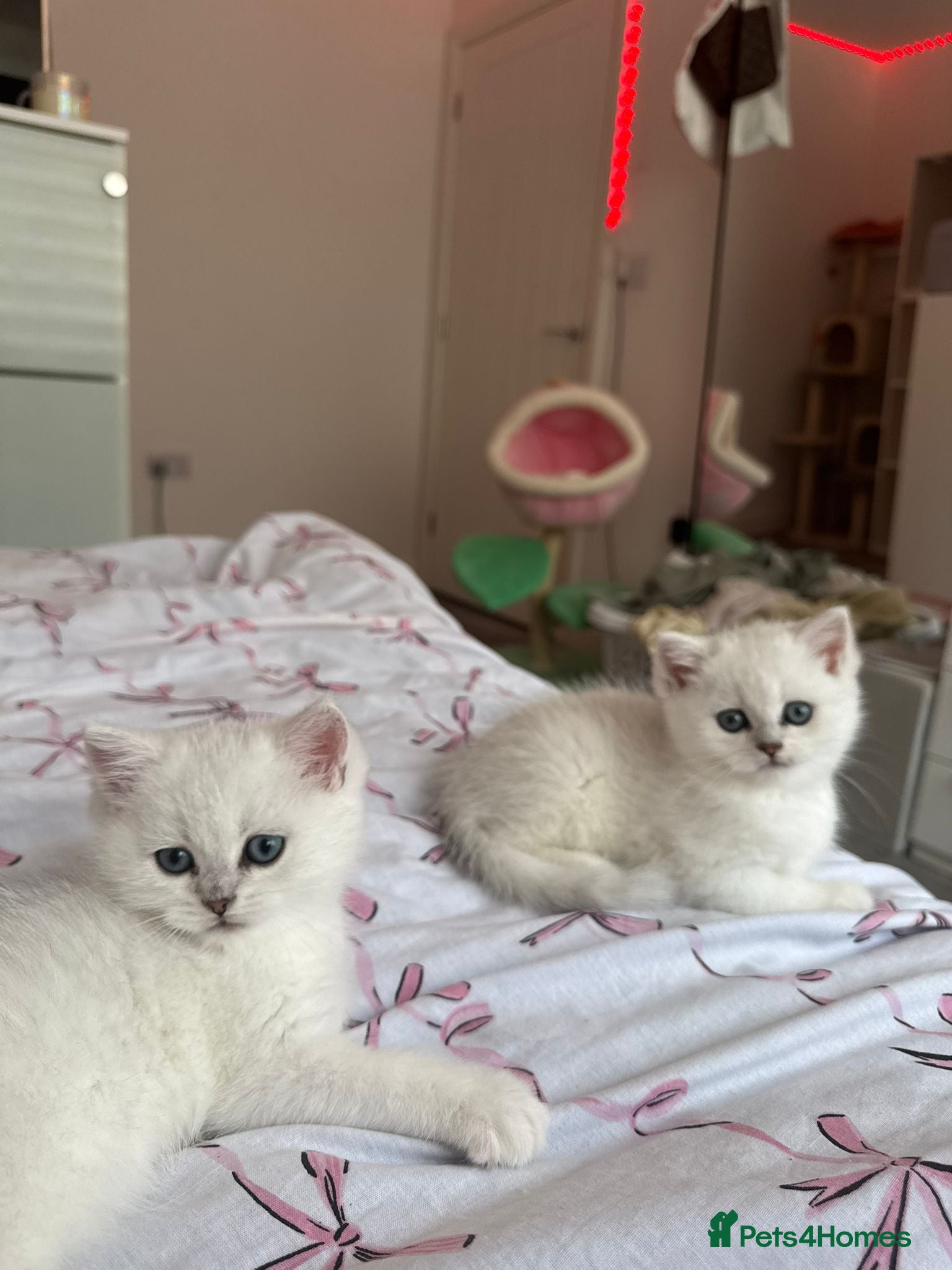 British Shorthair cats Beautiful British shorthair kitten  - Advert 4