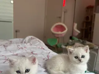 British Shorthair cats Beautiful British shorthair kitten - Advert 4
