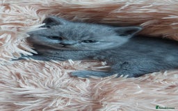 British Shorthair cats for sale: 💙💜GCCF REGISTERED KITTENS💜💙 - Image 11