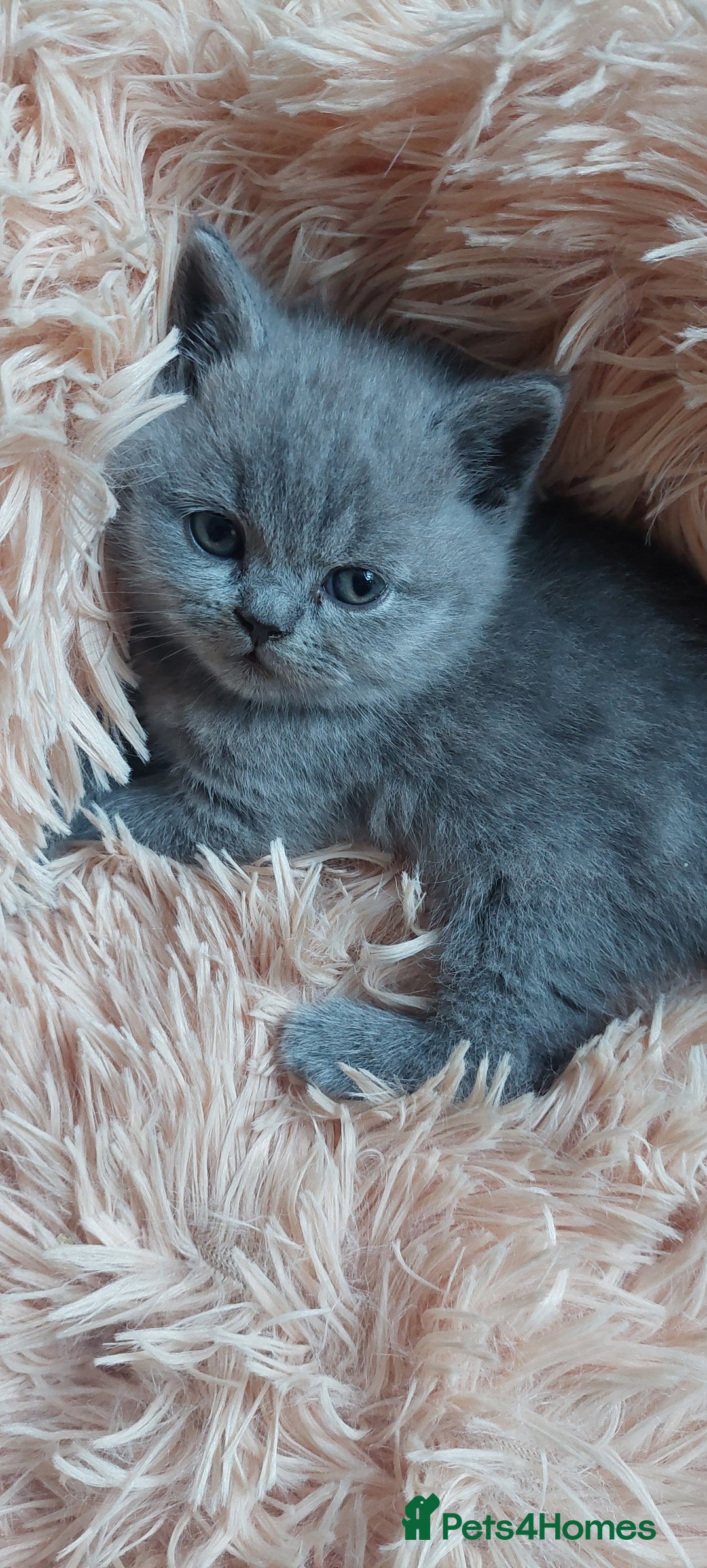 British Shorthair cats for sale: 💙💜GCCF REGISTERED KITTENS💜💙 - Image 11