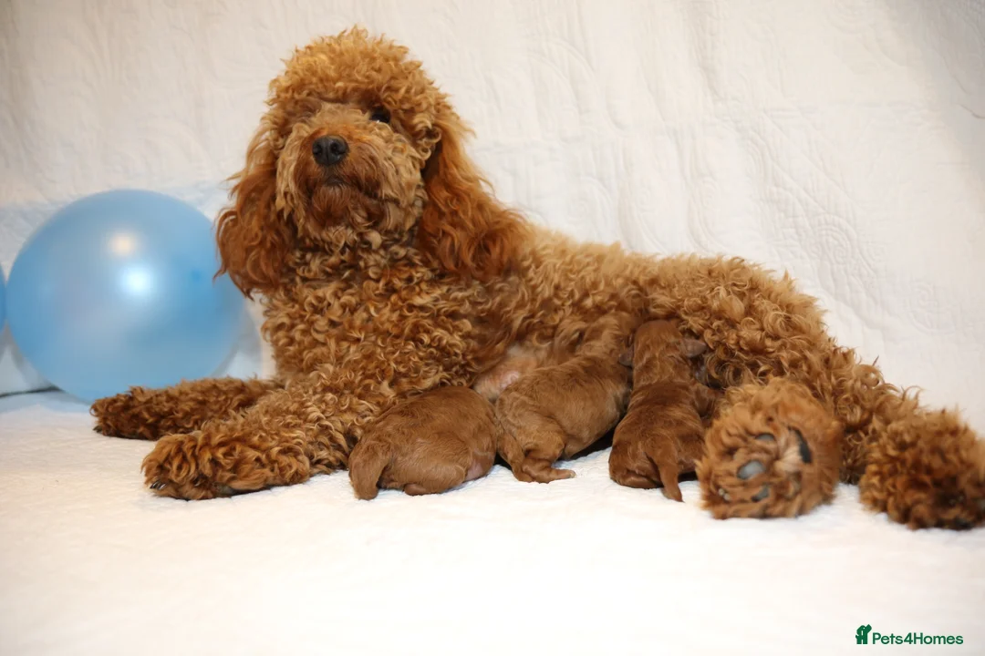 Miniature Poodle dogs for sale: Miniature Poodle –Lovingly Home-Reared & Ready in Salisbury - Advert 2